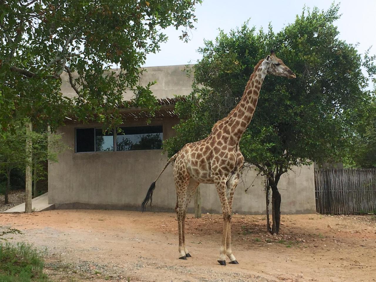 Nextdoor Kruger Vila Marloth Park Exterior foto